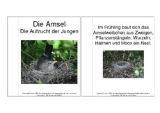 Mini-Buch-Amsel-Aufzucht-der-Jungen.pdf